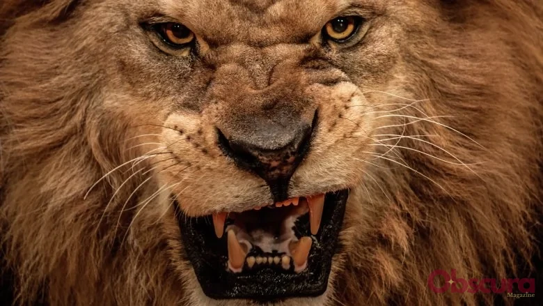 Quels animaux mangent les lions ?