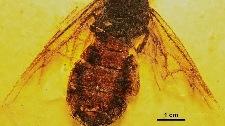 Fossile de la fourmi géante Titanomyrma gigantea