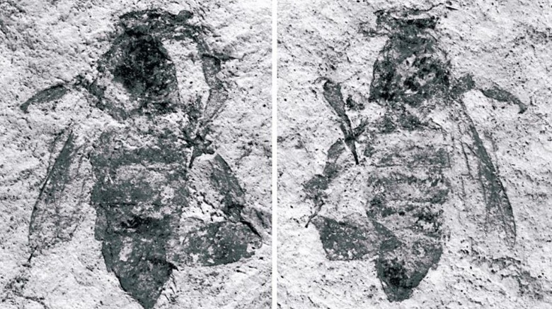 Fossile d'abeille géante du Japon