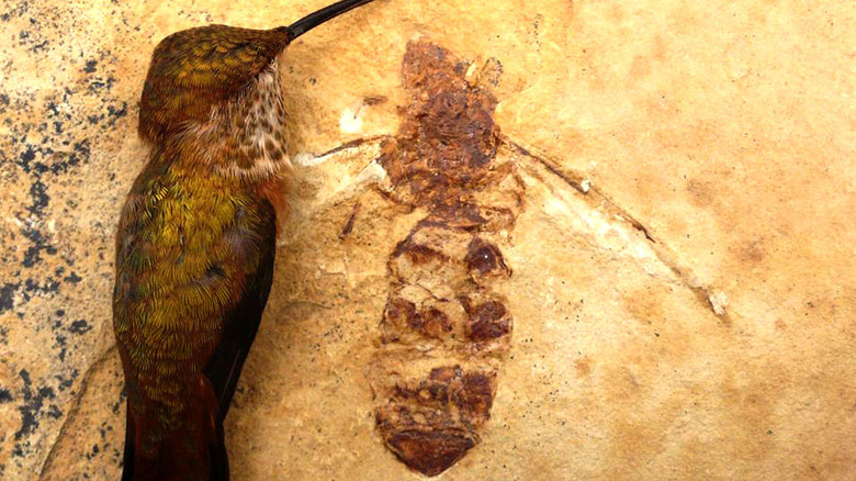 Fossile de Titanomyrma lubei à côté d'un colibri