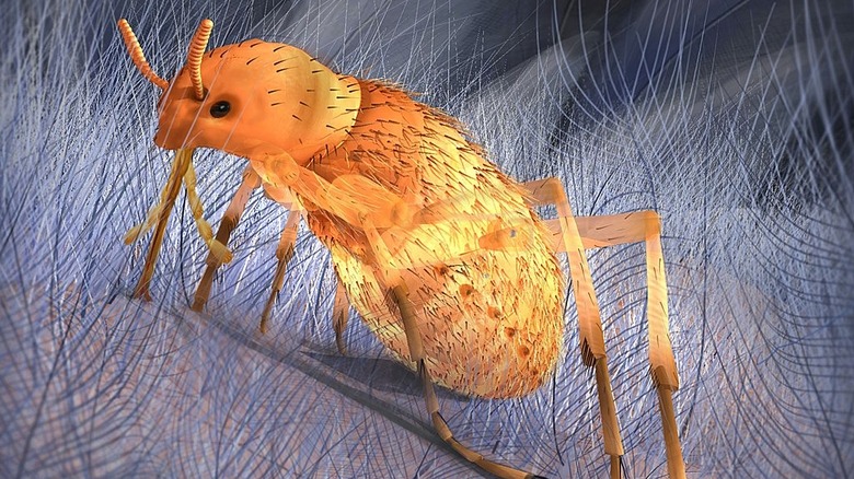 Reconstitution de Pseudopulex