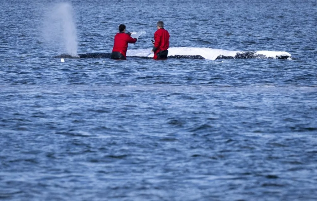 Allemagne : La baleine à bosse Timmy enfin relâchée en mer du Nord