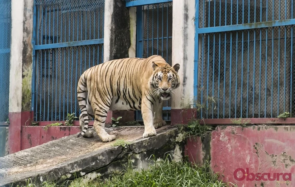 Allemagne : un tigre de 280 kg abattu après une évasion près de Leipzig