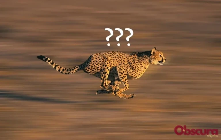 Quel est l&rsquo;animal le plus rapide du monde ? Les records de vitesse