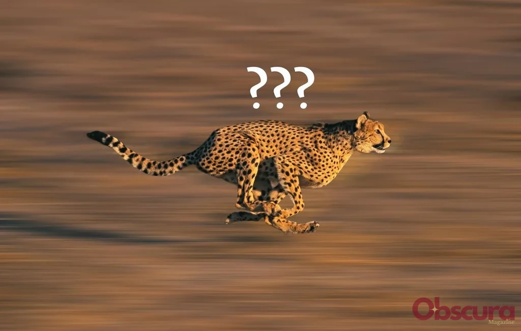 Quel est l'animal le plus rapide du monde ? Les records de vitesse