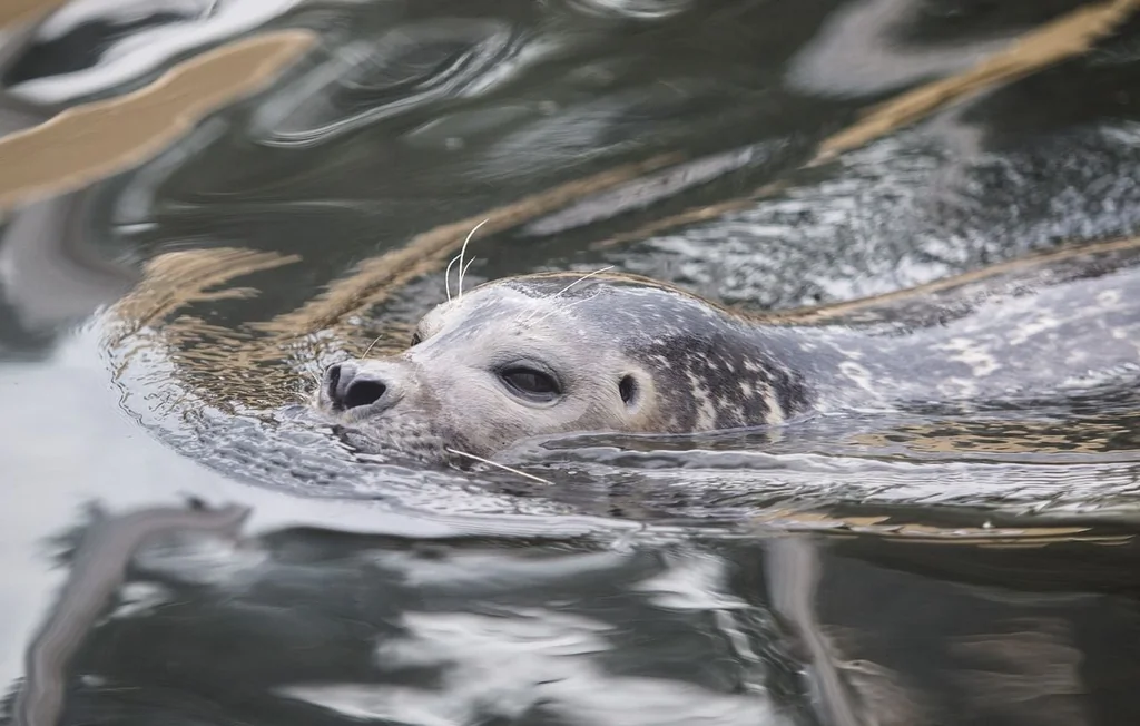 Australie : Sammy le phoque s'offre une sieste en pleine route