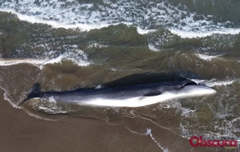 Une baleine de dix mètres s&rsquo;échoue sur l&rsquo;île de Ré