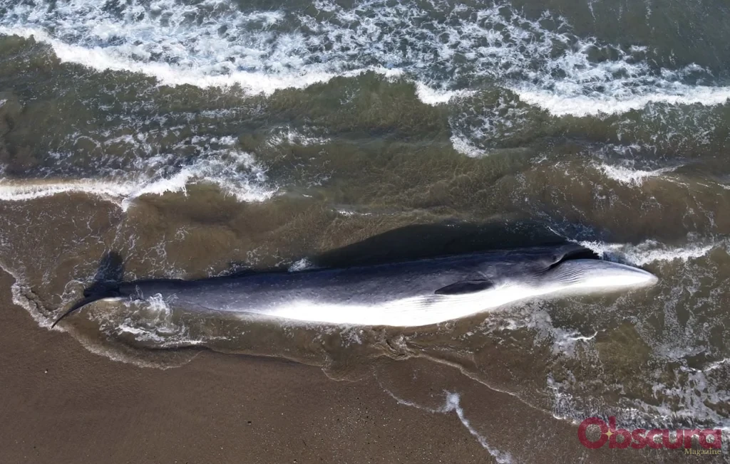 Une baleine de dix mètres s'échoue sur l'île de Ré