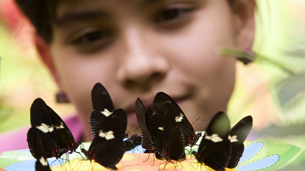 Papillon Heliconius