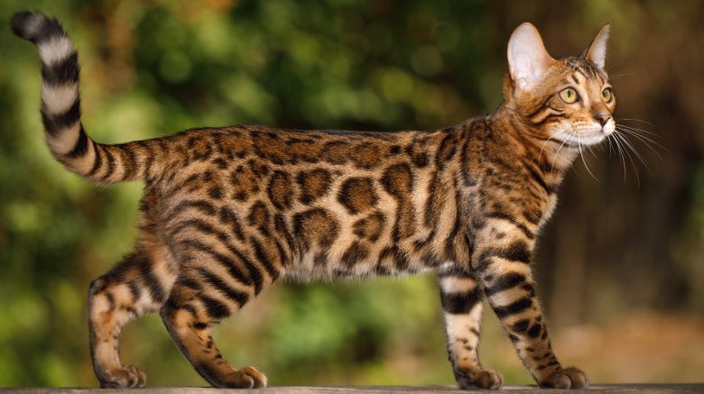 Chat Bengal