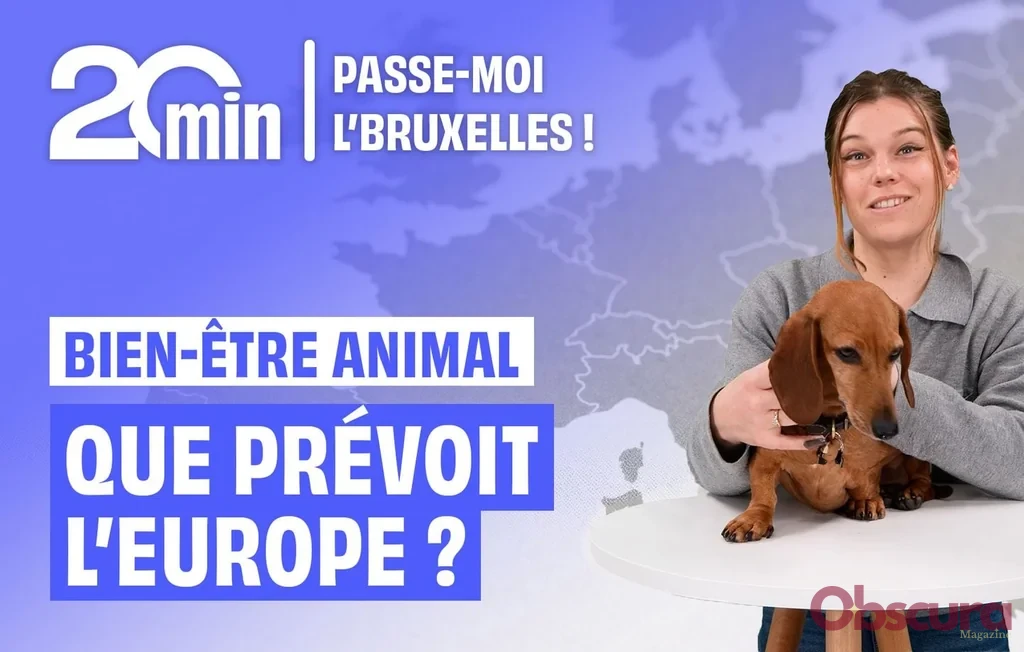 Bien-être animal : l'UE légifère contre les dérives de l'élevage