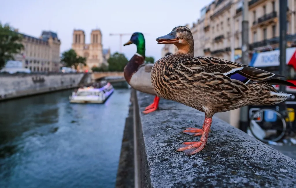 Biodiversité : la France risque de manquer ses objectifs de 2030