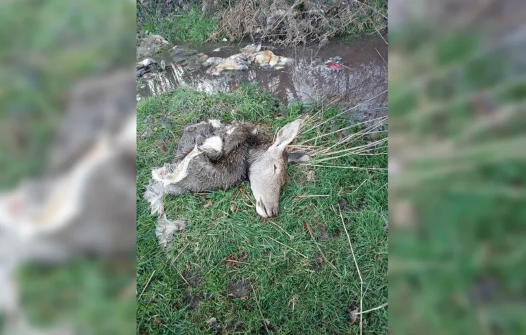 Braconnage en Charente-Maritime : des carcasses d&rsquo;animaux à Lorignac