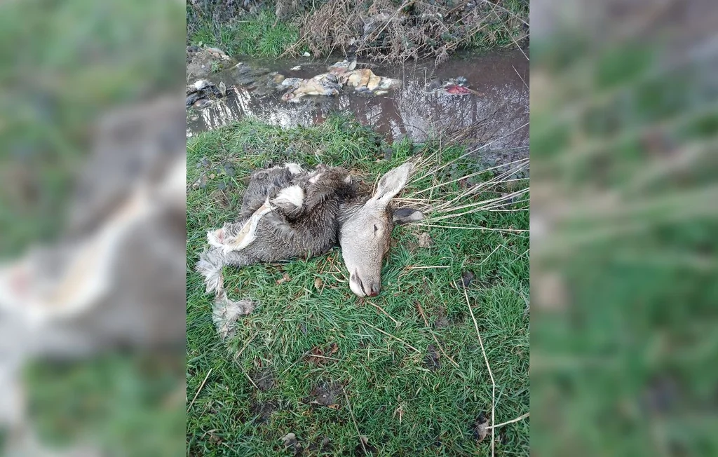 Braconnage en Charente-Maritime : des carcasses d'animaux à Lorignac