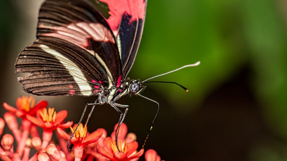 Papillon Heliconius