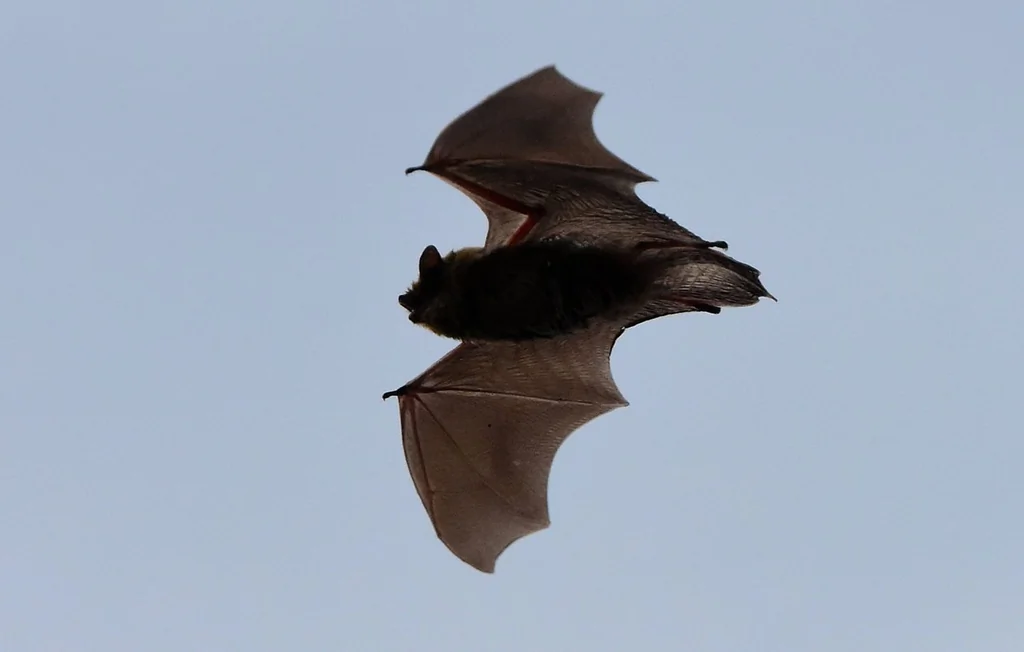 Chauves-souris : des alliées naturelles contre les moustiques