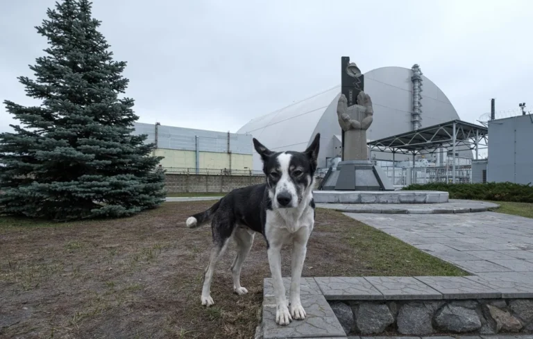 Chiens de Tchernobyl : comment survivent-ils en zone radioactive ?