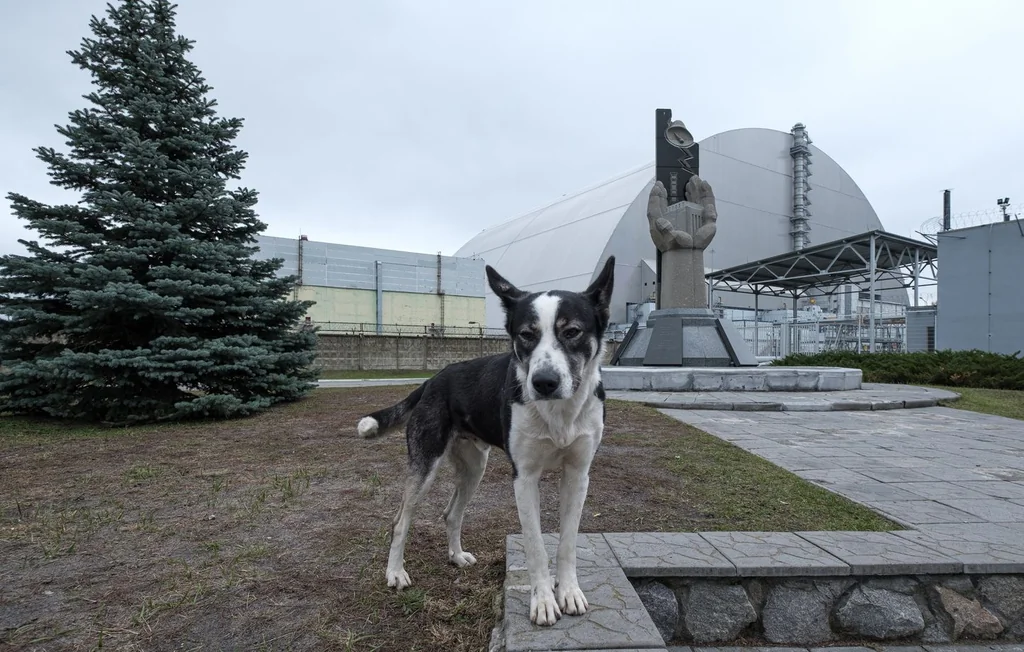 Chiens de Tchernobyl : comment survivent-ils en zone radioactive ?