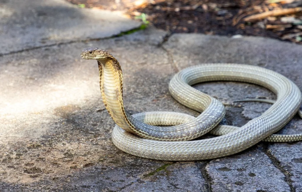 Cobra venimeux près de Toulouse : alerte et confinement à Castelginest