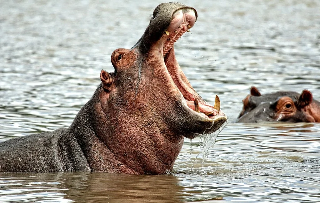 Pourquoi la Colombie va abattre 80 hippopotames de Pablo Escobar