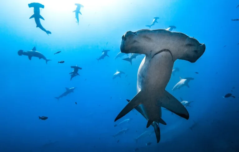 Comment les requins utilisent l&rsquo;électricité pour chasser