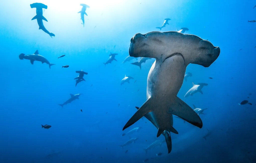 Comment les requins utilisent l'électricité pour chasser