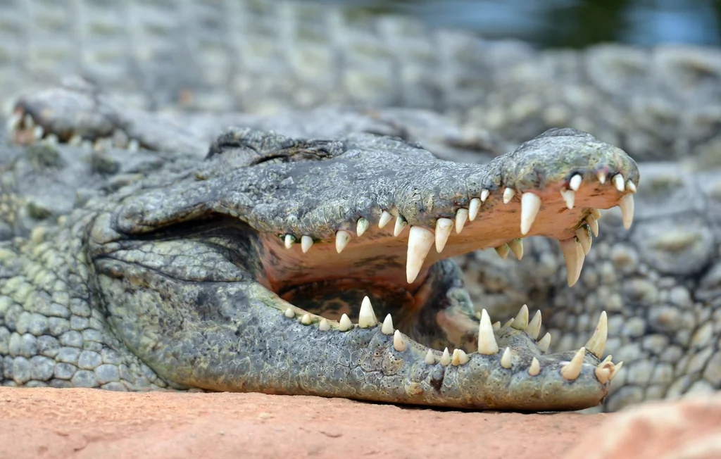 Crocodiles en ville : ces découvertes insolites en Europe
