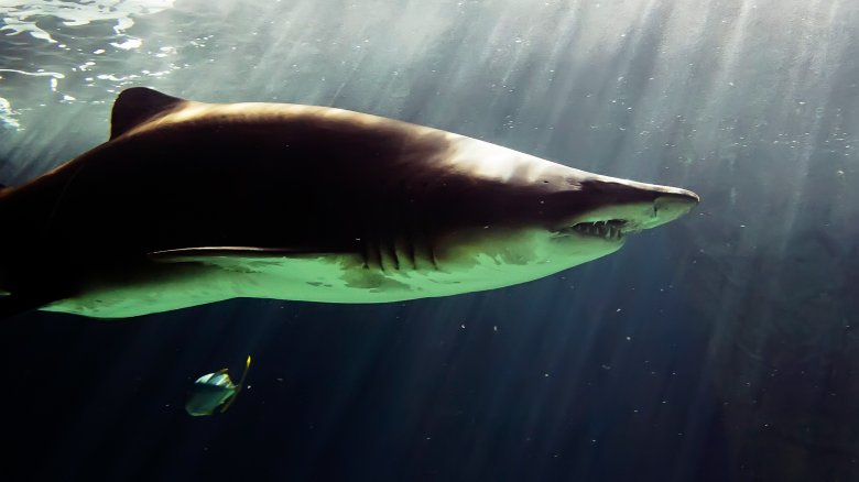 requin taureau