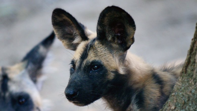 Chiens sauvages africains