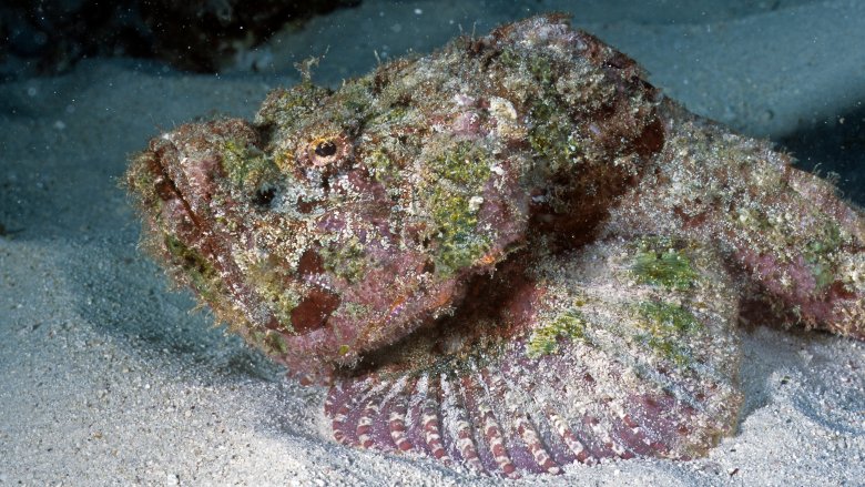 Poisson-pierre