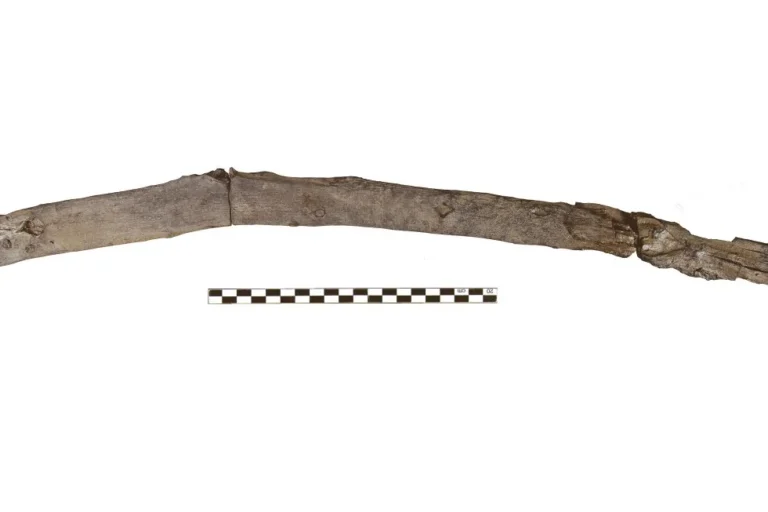 Ces outils en bois vieux de 430.000 ans rouvrent une part oubliée de la préhistoire