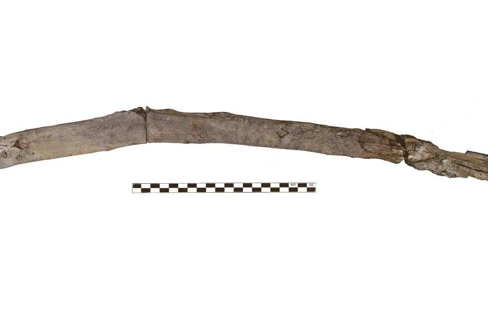 L’un des outils en bois datés d’environ 430.000 ans retrouvés à Marathousa 1, en Grèce
