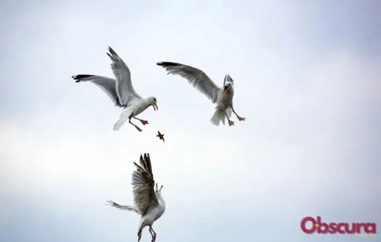 Goélands sur le littoral : pourquoi la stérilisation des œufs recule