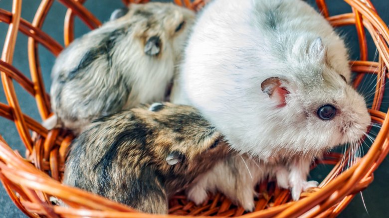Hamster et ses petits