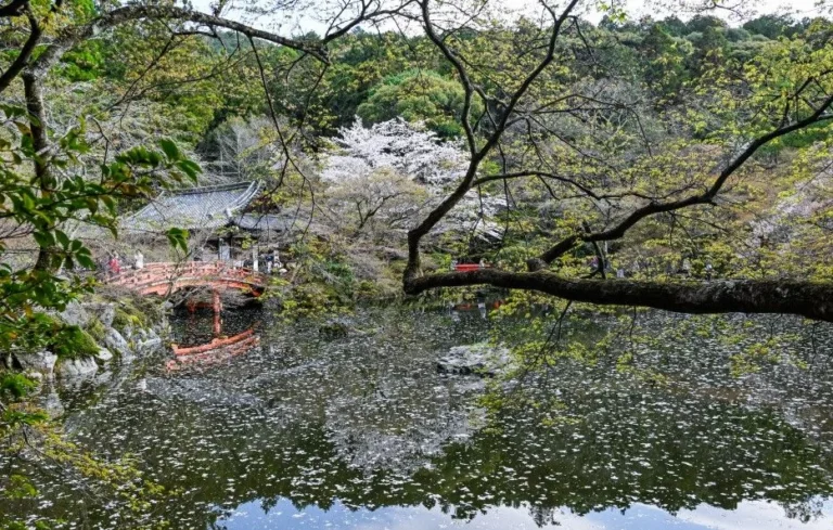 Hanami : les plus belles images des cerisiers en fleurs dans le monde