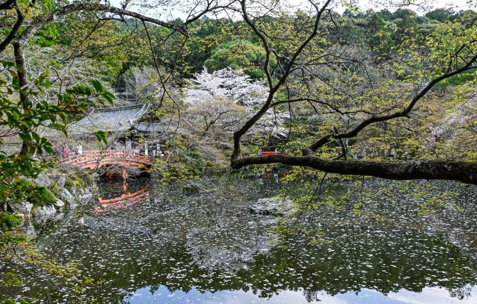 Hanami : les plus belles images des cerisiers en fleurs dans le monde