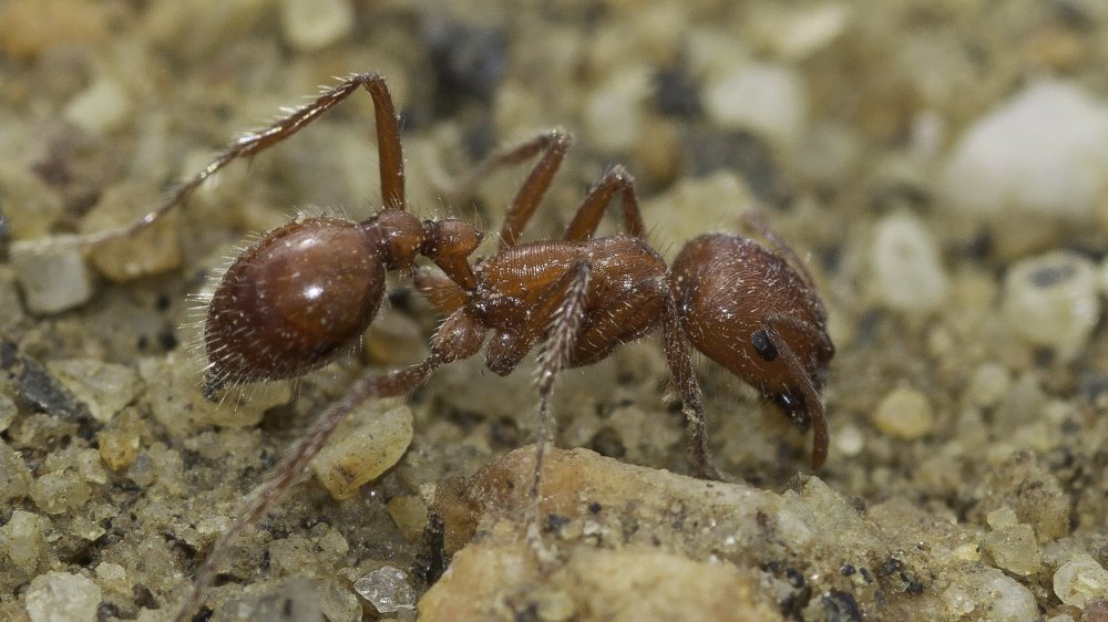 Fourmis récolteuses