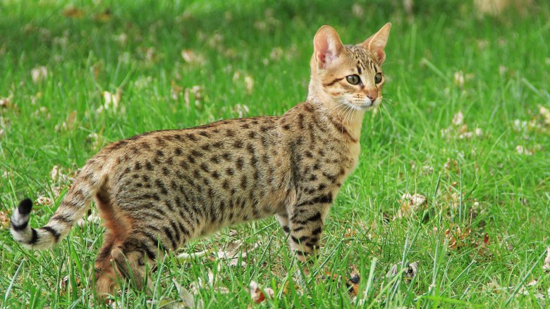 Le chat Savannah le plus cher