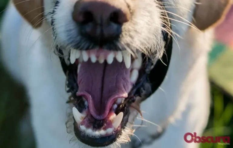 Indre : une septuagénaire perd la vie après l&rsquo;attaque de ses chiens
