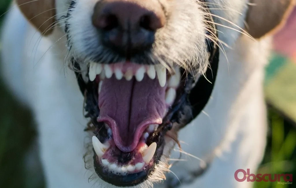 Indre : une septuagénaire perd la vie après l'attaque de ses chiens