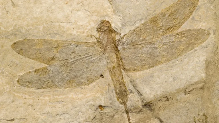 Insectes géants préhistoriques : les titans disparus de la Terre