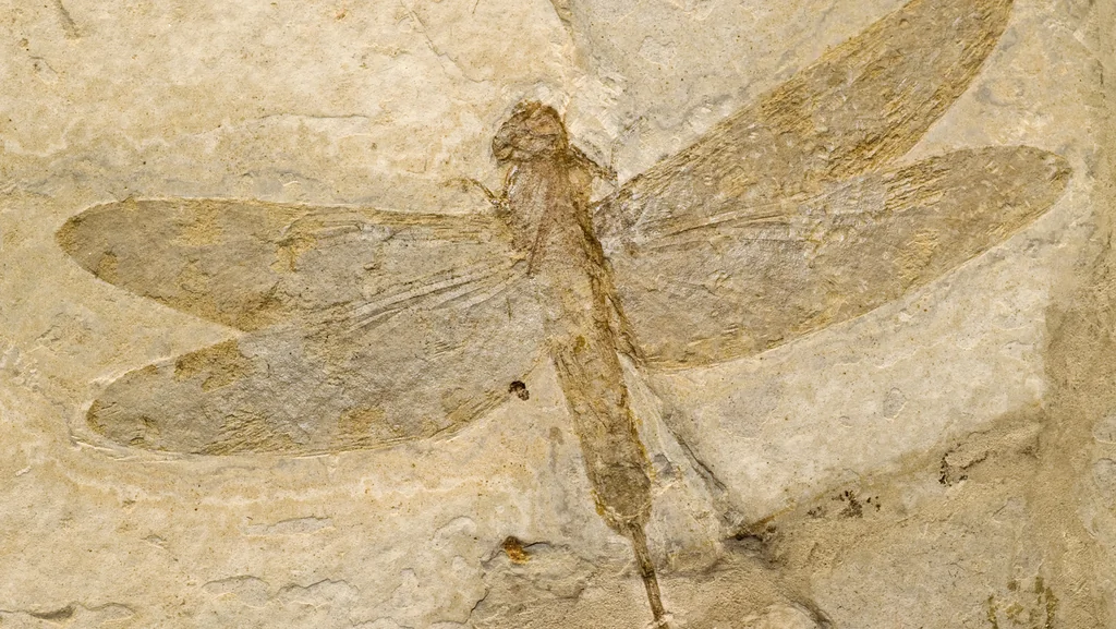 Insectes géants préhistoriques : les titans disparus de la Terre