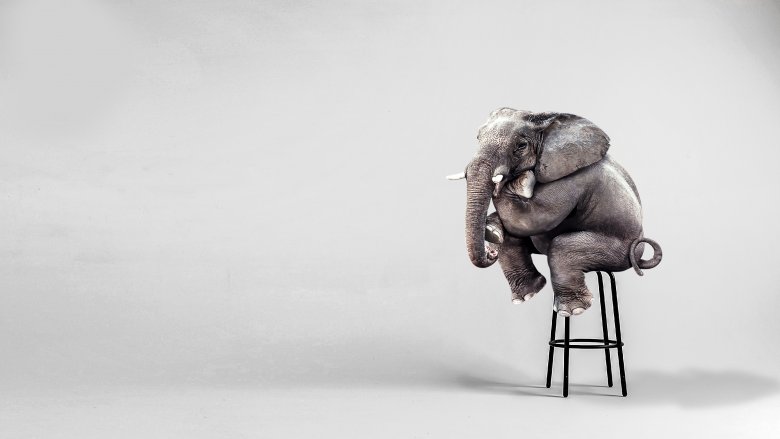 Éléphant au regard enjoué