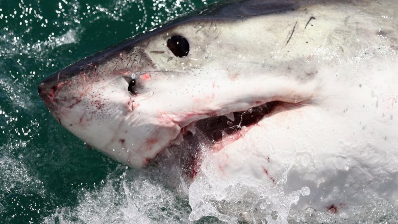 gros plan sur un requin