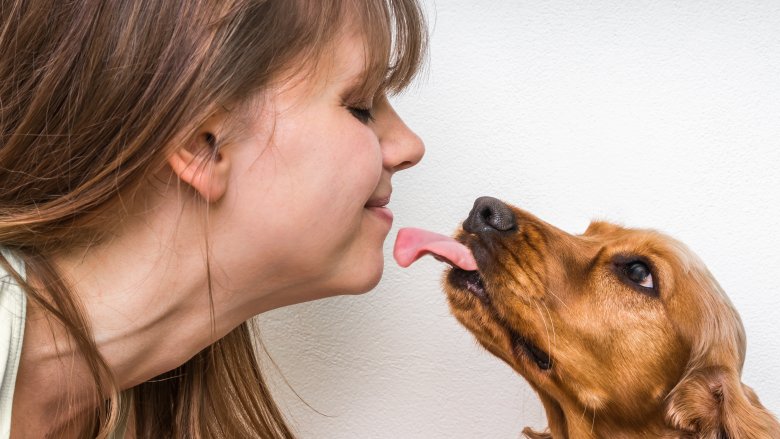 Chien léchant un humain