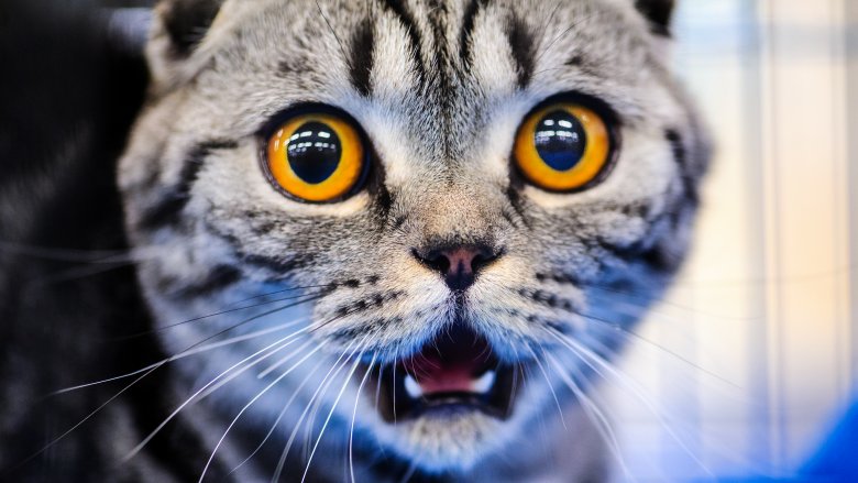 Chat effrayé par un concombre