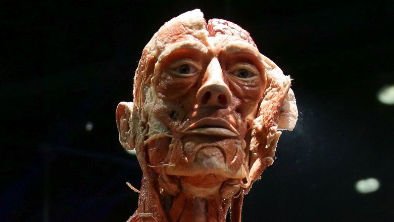 Corps plastiné