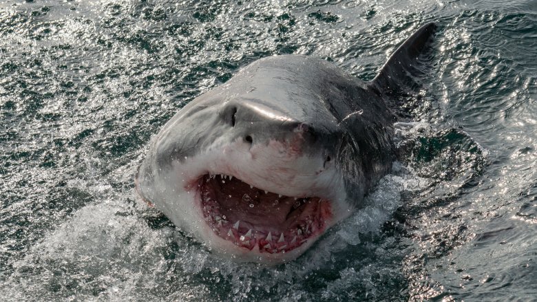 grand requin blanc dans le New Jersey