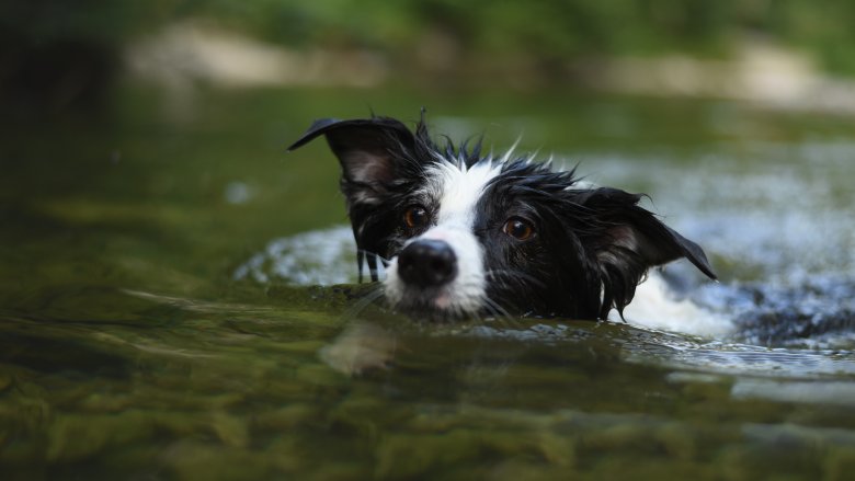 Chien nageant dans l'eau