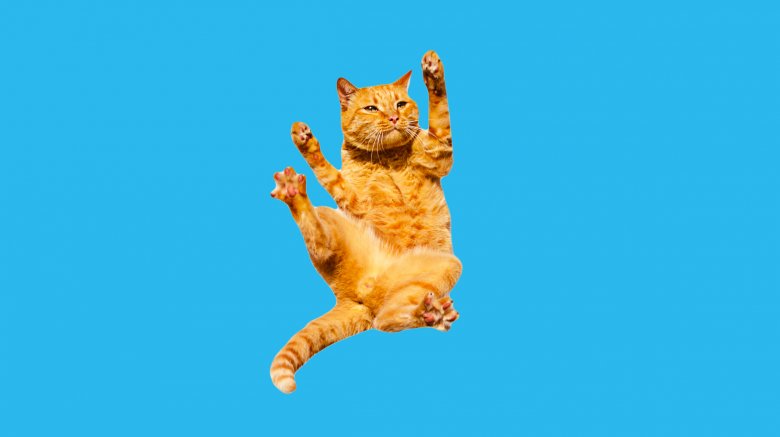 Chat en train de tomber